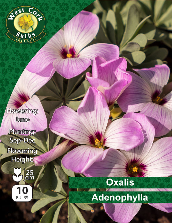 Oxalis Adenophylla - Green's of Ireland Online Garden Shop. Miscellaneous, West Cork Bulbs, Daffodil Bulbs, Tulip Bulbs, Crocus Bulbs, Autumn Bulbs, Bulbs, Cheap Bulbs