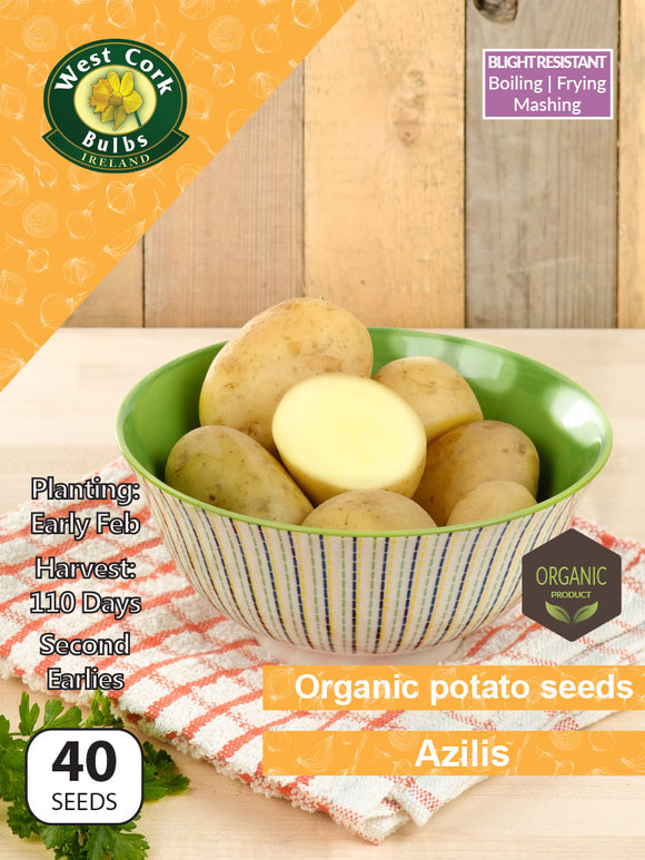 Organic Potato seeds 'Azilis'