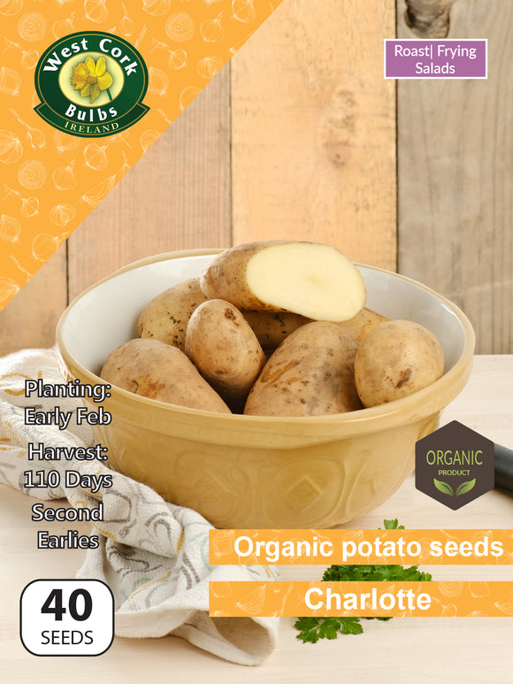 Organic Potato seeds 'Charlotte'