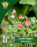 Oxalis Iron Cross - Green's of Ireland Online Garden Shop. Miscellaneous, West Cork Bulbs, Daffodil Bulbs, Tulip Bulbs, Crocus Bulbs, Autumn Bulbs, Bulbs, Cheap Bulbs