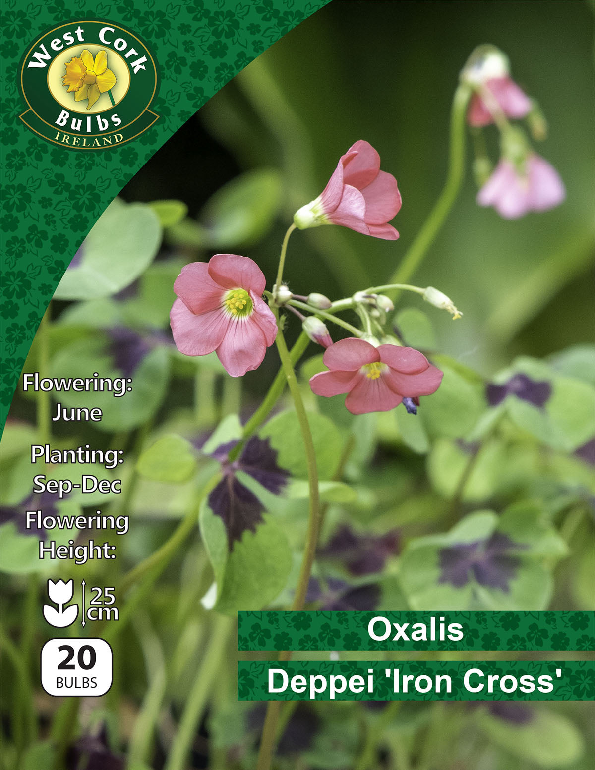Oxalis Iron Cross - Green's of Ireland Online Garden Shop. Miscellaneous, West Cork Bulbs, Daffodil Bulbs, Tulip Bulbs, Crocus Bulbs, Autumn Bulbs, Bulbs, Cheap Bulbs