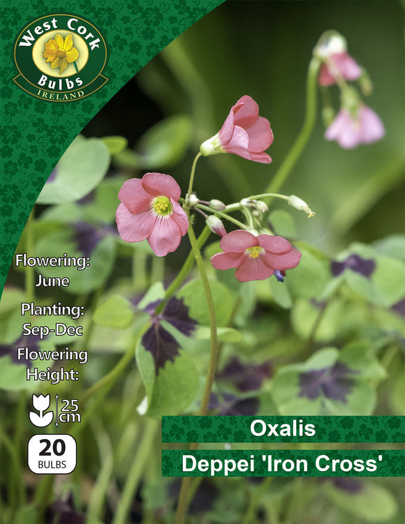 Oxalis Iron Cross - Green's of Ireland Online Garden Shop. Miscellaneous, West Cork Bulbs, Daffodil Bulbs, Tulip Bulbs, Crocus Bulbs, Autumn Bulbs, Bulbs, Cheap Bulbs