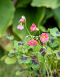 Oxalis Iron Cross - Green's of Ireland Online Garden Shop. Miscellaneous, West Cork Bulbs, Daffodil Bulbs, Tulip Bulbs, Crocus Bulbs, Autumn Bulbs, Bulbs, Cheap Bulbs