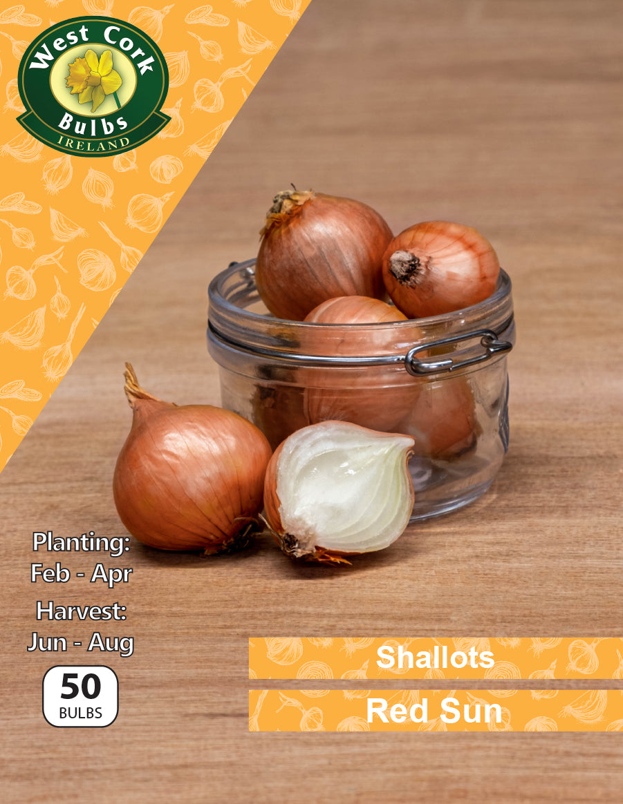 Shallots Red Sun - Green's of Ireland Online Garden Shop.  Shallots, West Cork Bulbs, Daffodil Bulbs, Tulip Bulbs, Crocus Bulbs, Autumn Bulbs, Bulbs, Cheap Bulbs