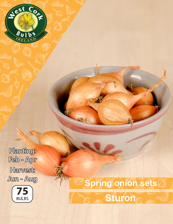 Spring Onion Sets Sturon - Green's of Ireland Online Garden Shop.  Onion Sets, West Cork Bulbs, Daffodil Bulbs, Tulip Bulbs, Crocus Bulbs, Autumn Bulbs, Bulbs, Cheap Bulbs