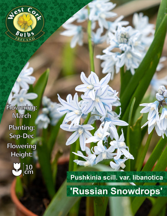PuschkiniaRussian snowdrops - Green's of Ireland Online Garden Shop. Miscellaneous, West Cork Bulbs, Daffodil Bulbs, Tulip Bulbs, Crocus Bulbs, Autumn Bulbs, Bulbs, Cheap Bulbs