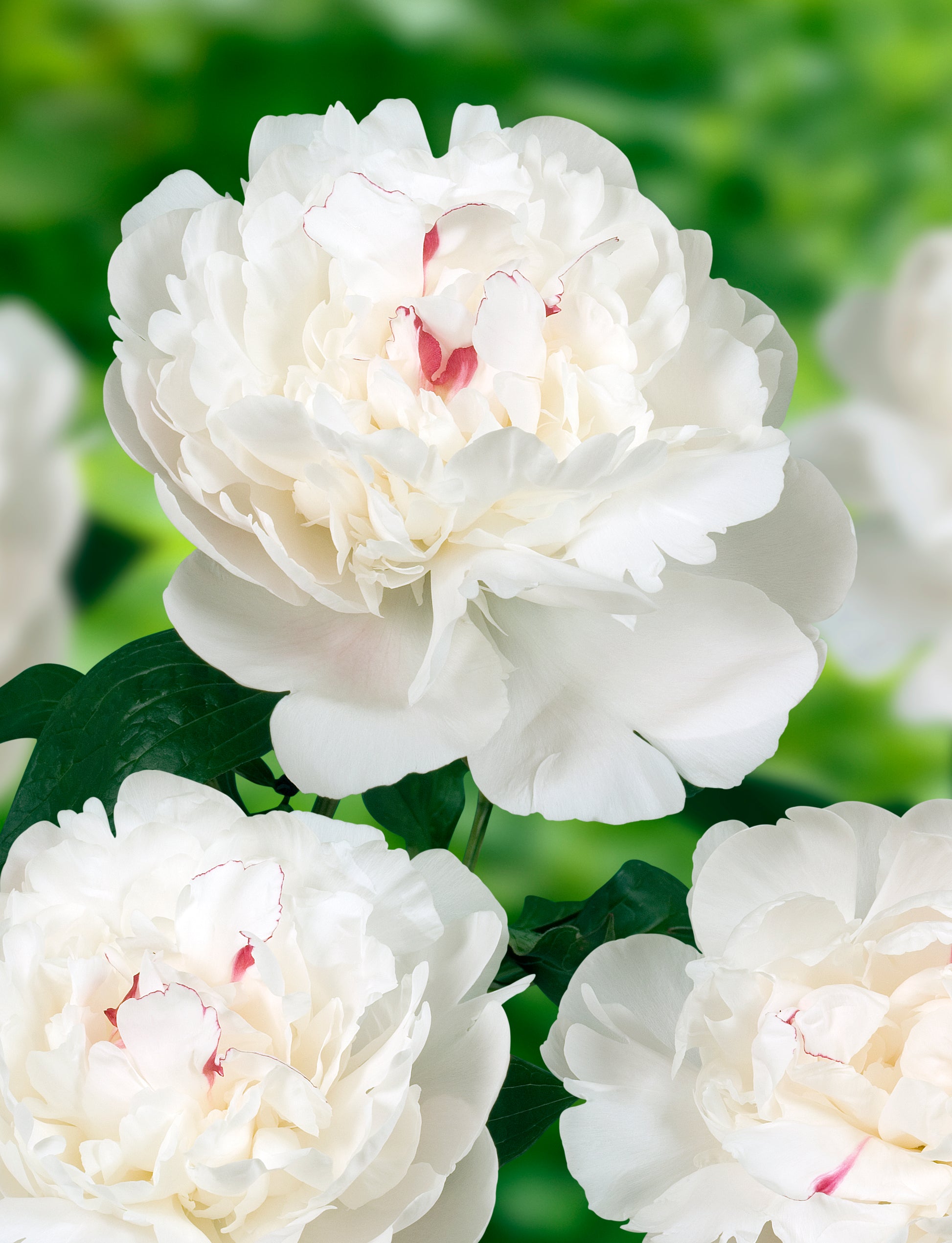 Irish Grown Peonies <p>Festiva Maxima</p> - Green's of Ireland Online Garden Shop.  Cut Flowers, Killowen Orchard, Daffodil Bulbs, Tulip Bulbs, Crocus Bulbs, Autumn Bulbs, Bulbs, Cheap Bulbs
