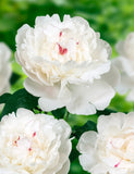 Irish Grown Peonies <p>Festiva Maxima</p> - Green's of Ireland Online Garden Shop.  Cut Flowers, Killowen Orchard, Daffodil Bulbs, Tulip Bulbs, Crocus Bulbs, Autumn Bulbs, Bulbs, Cheap Bulbs
