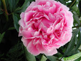 Irish Grown Peonies <p>Pink Sarah Bernard</p> - Green's of Ireland Online Garden Shop.  Cut Flowers, Killowen Orchard, Daffodil Bulbs, Tulip Bulbs, Crocus Bulbs, Autumn Bulbs, Bulbs, Cheap Bulbs