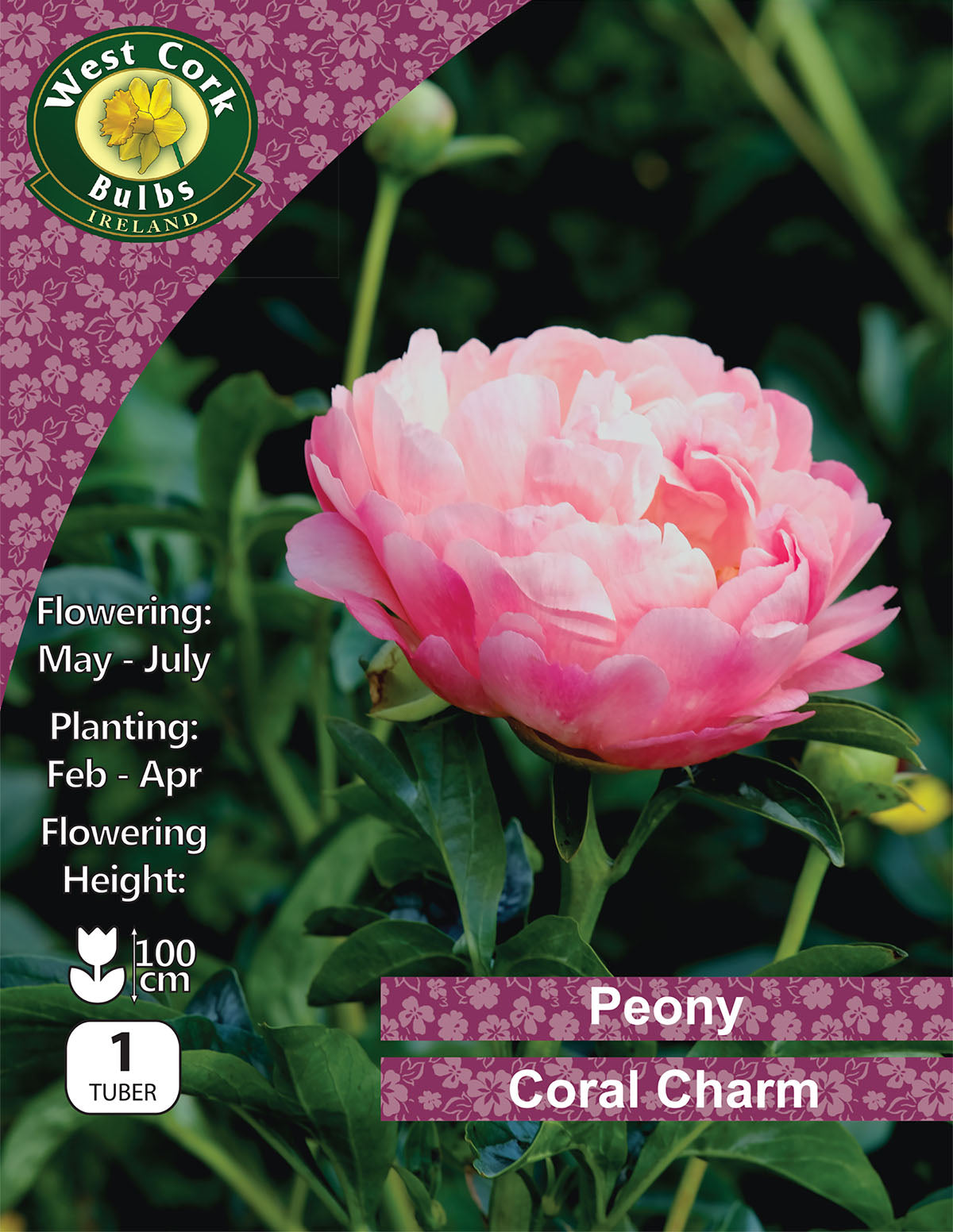 Bare root peonies Coral Charm - Green's of Ireland Online Garden Shop.  Peonies, West Cork Bulbs, Daffodil Bulbs, Tulip Bulbs, Crocus Bulbs, Autumn Bulbs, Bulbs, Cheap Bulbs