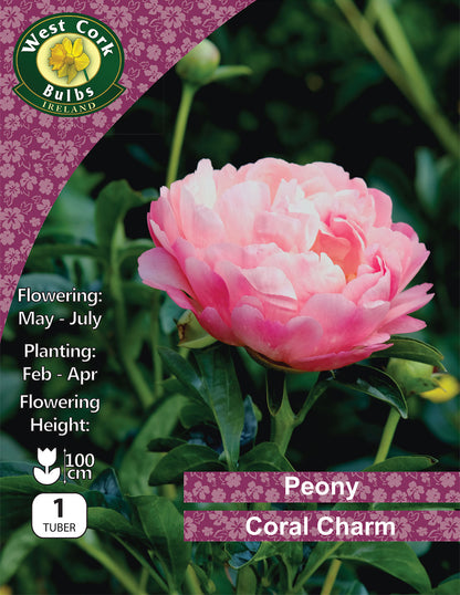 Bare root peonies Coral Charm - Green's of Ireland Online Garden Shop.  Peonies, West Cork Bulbs, Daffodil Bulbs, Tulip Bulbs, Crocus Bulbs, Autumn Bulbs, Bulbs, Cheap Bulbs