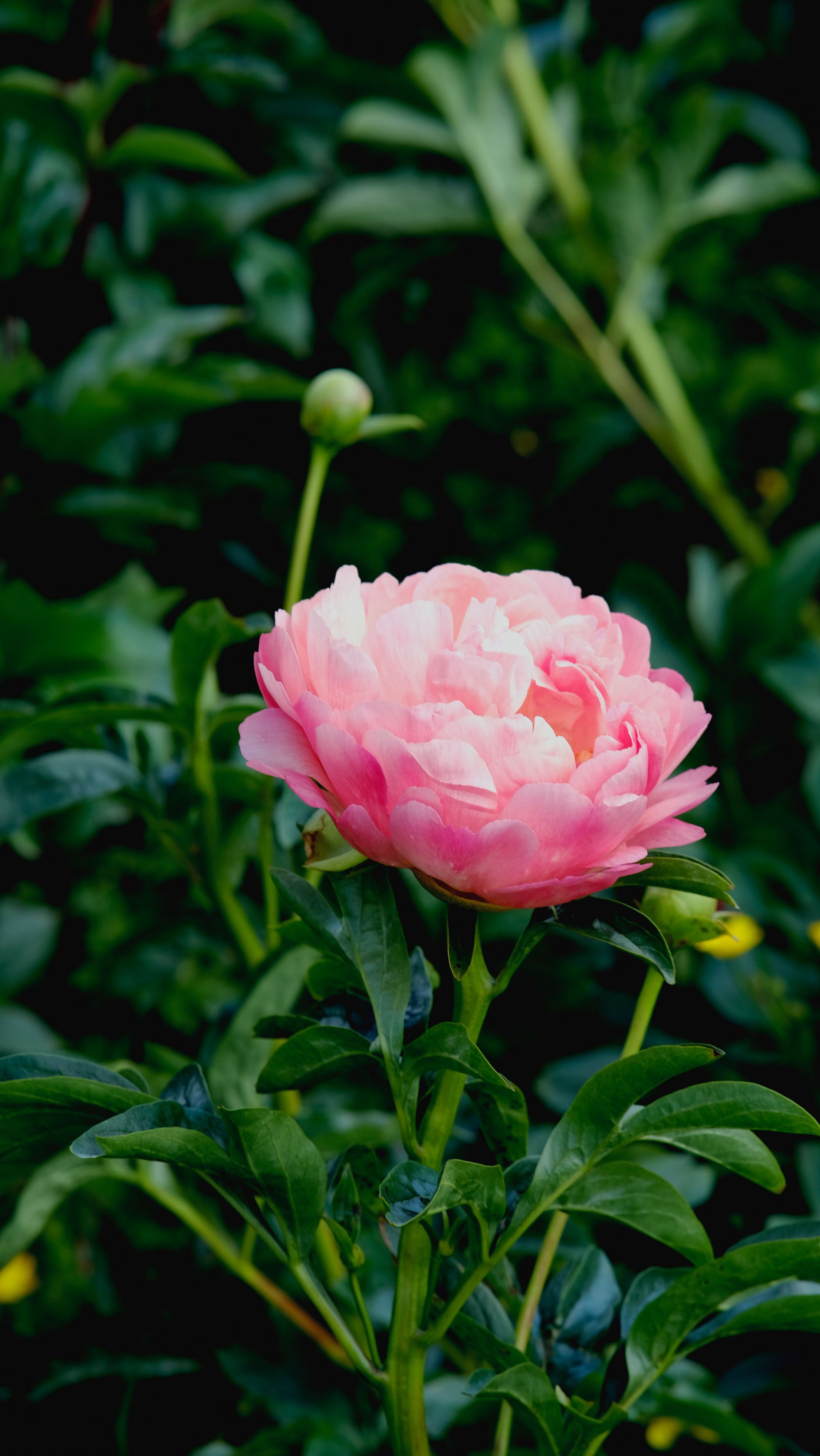 Bare root peonies Coral Charm - Green's of Ireland Online Garden Shop.  Peonies, West Cork Bulbs, Daffodil Bulbs, Tulip Bulbs, Crocus Bulbs, Autumn Bulbs, Bulbs, Cheap Bulbs