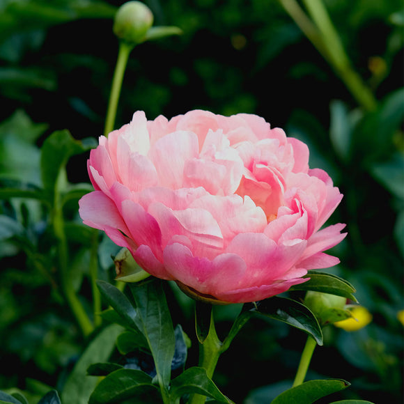 Irish Grown Peonies Coral Sunset - Green's of Ireland Online Garden Shop.  Cut Flowers, Killowen Orchard, Daffodil Bulbs, Tulip Bulbs, Crocus Bulbs, Autumn Bulbs, Bulbs, Cheap Bulbs