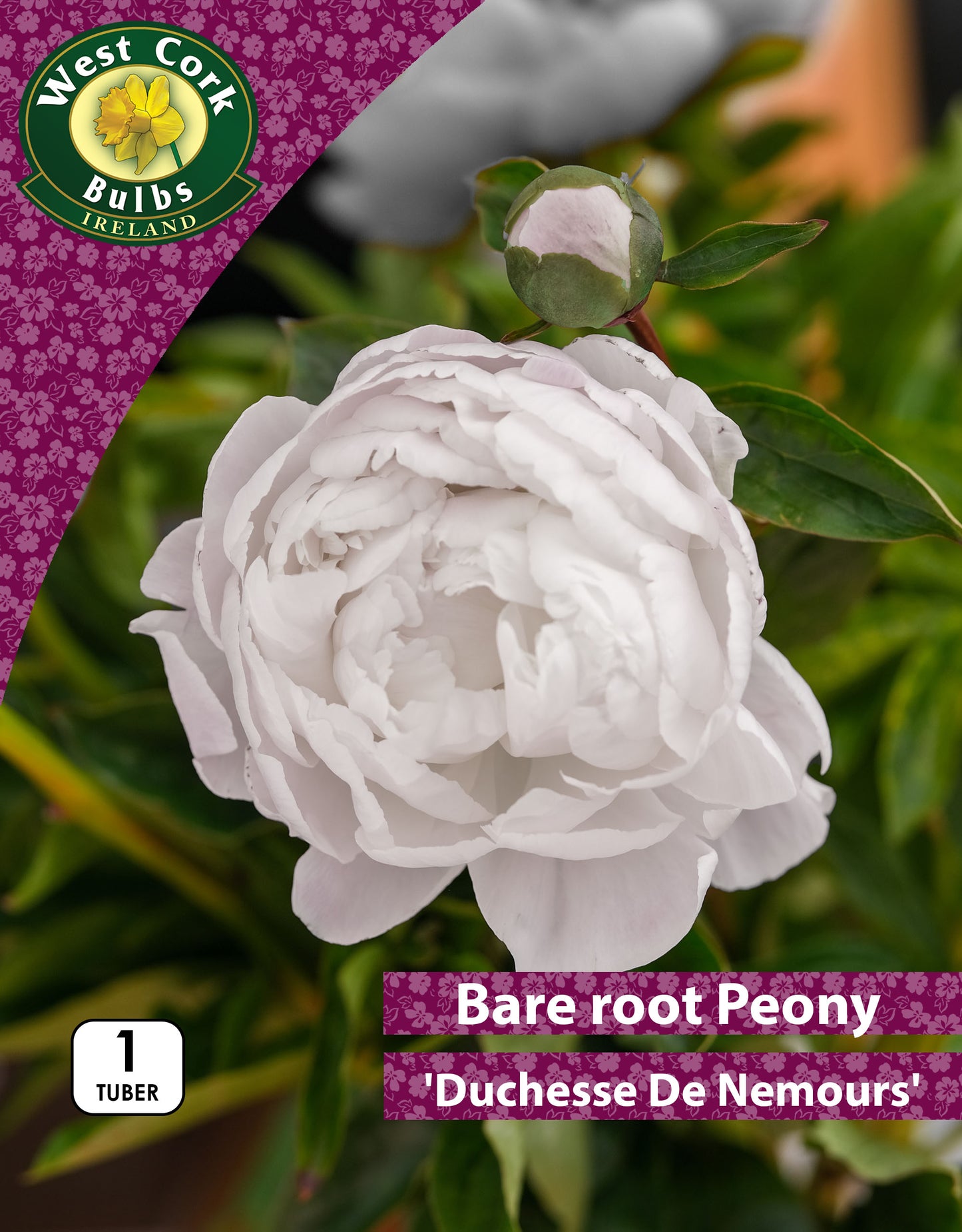 Peonies Duchesse De Nemours - Bare Root