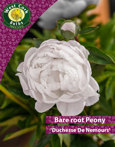 Bare root peonies Duchesse De Nemours