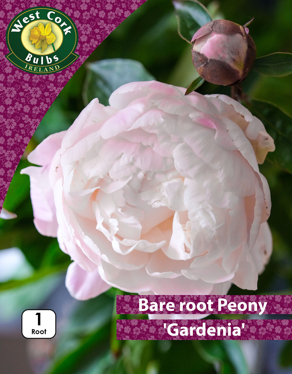 Bare root peonies Gardenia - Green's of Ireland Online Garden Shop.  Peonies, West Cork Bulbs, Daffodil Bulbs, Tulip Bulbs, Crocus Bulbs, Autumn Bulbs, Bulbs, Cheap Bulbs