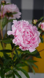 Bare root peonies Sarah Bernard - Green's of Ireland Online Garden Shop.  Peonies, West Cork Bulbs, Daffodil Bulbs, Tulip Bulbs, Crocus Bulbs, Autumn Bulbs, Bulbs, Cheap Bulbs