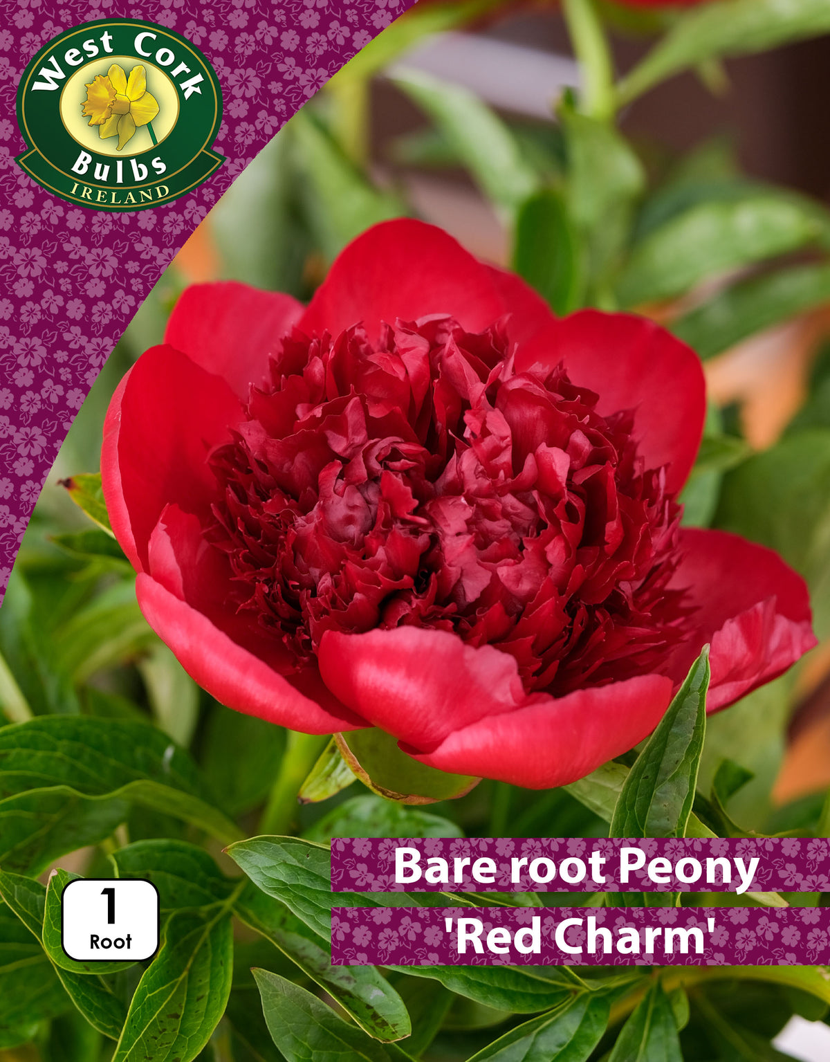 Peonies Red Charm - Bare Root - Green's of Ireland Online Garden Shop.  Peonies, West Cork Bulbs, Daffodil Bulbs, Tulip Bulbs, Crocus Bulbs, Autumn Bulbs, Bulbs, Cheap Bulbs