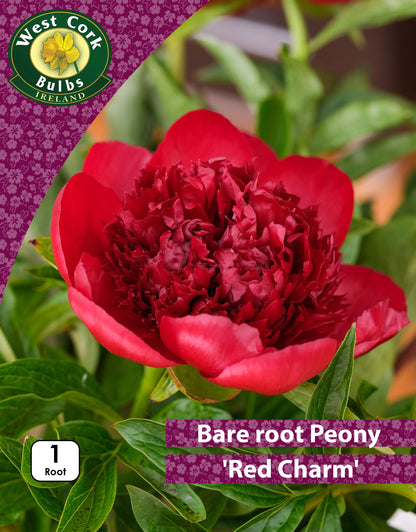 Peonies Red Charm - Bare Root - Green's of Ireland Online Garden Shop.  Peonies, West Cork Bulbs, Daffodil Bulbs, Tulip Bulbs, Crocus Bulbs, Autumn Bulbs, Bulbs, Cheap Bulbs