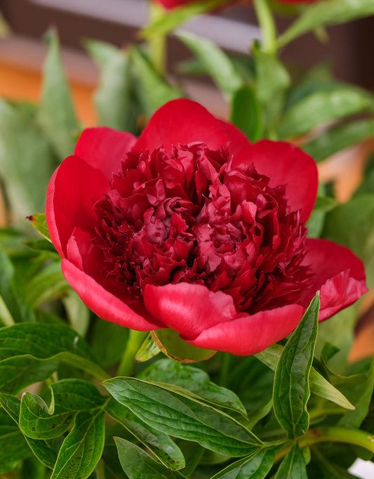 Peonies Red Charm - Bare Root - Green's of Ireland Online Garden Shop.  Peonies, West Cork Bulbs, Daffodil Bulbs, Tulip Bulbs, Crocus Bulbs, Autumn Bulbs, Bulbs, Cheap Bulbs