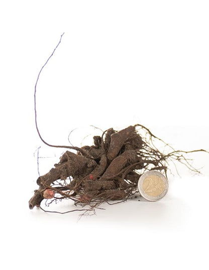 Peonies Duchesse De Nemours - Bare Root