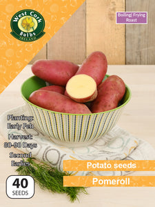 Potato seeds 'Pomeroll'