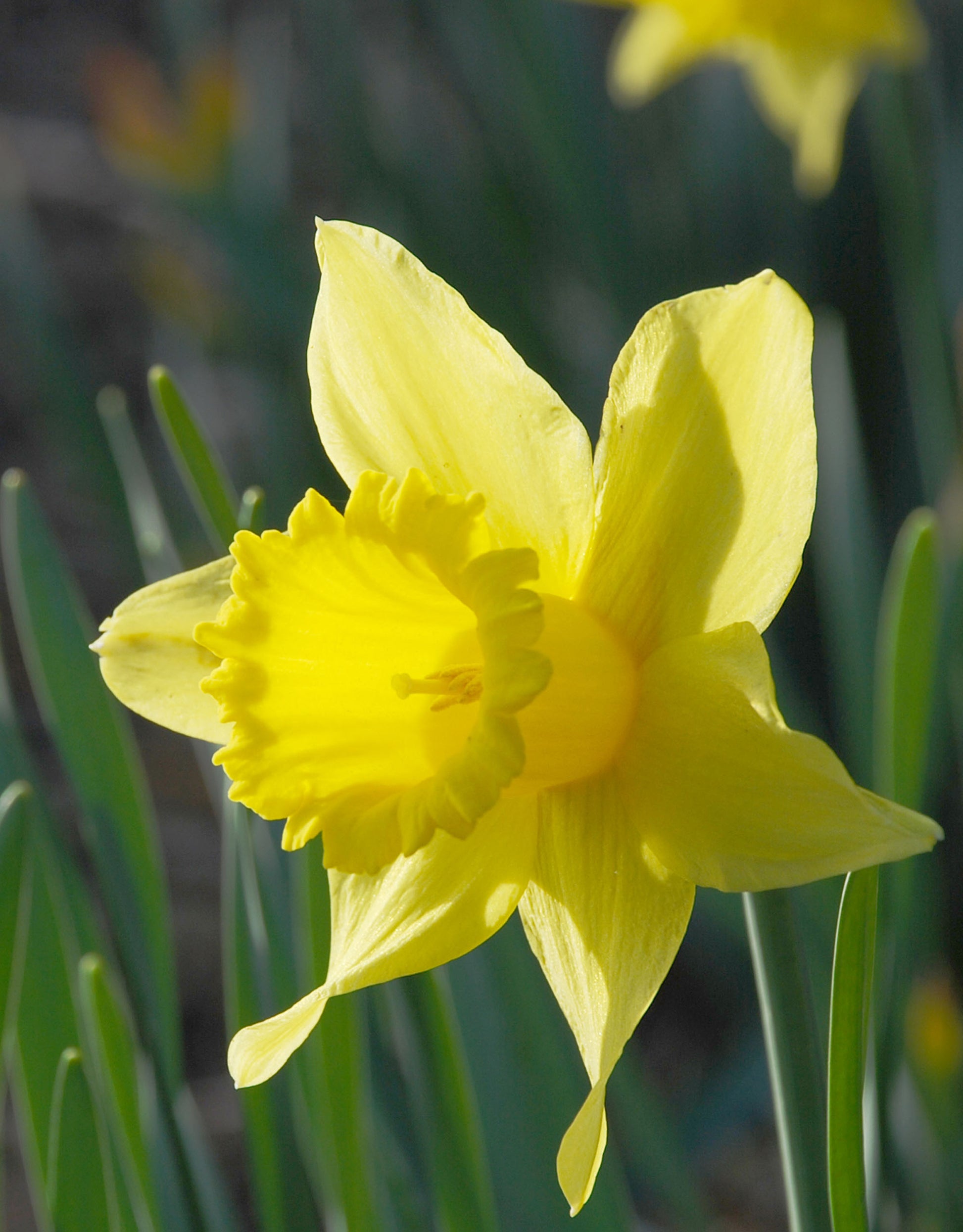 Yellow Daffodils Rijnveld's Early Sensation - Green's of Ireland Online Garden Shop. Flower Bulbs, West Cork Bulbs, Daffodil Bulbs, Tulip Bulbs, Crocus Bulbs, Autumn Bulbs, Bulbs, Cheap Bulbs
