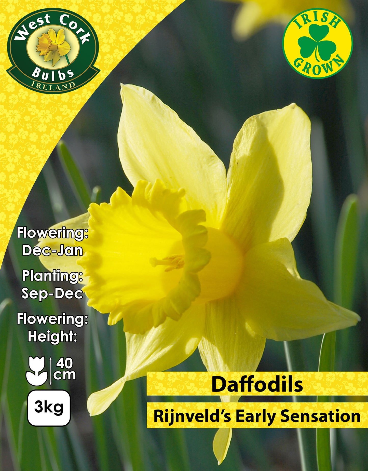 Yellow Daffodils Rijnveld's Early Sensation - Green's of Ireland Online Garden Shop. Flower Bulbs, West Cork Bulbs, Daffodil Bulbs, Tulip Bulbs, Crocus Bulbs, Autumn Bulbs, Bulbs, Cheap Bulbs