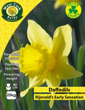 Yellow Daffodils Rijnveld's Early Sensation - Green's of Ireland Online Garden Shop. Flower Bulbs, West Cork Bulbs, Daffodil Bulbs, Tulip Bulbs, Crocus Bulbs, Autumn Bulbs, Bulbs, Cheap Bulbs