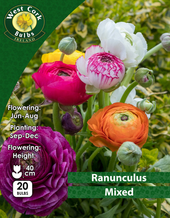 Ranunculus Mixed - Green's of Ireland Online Garden Shop. Flower Bulbs, West Cork Bulbs, Daffodil Bulbs, Tulip Bulbs, Crocus Bulbs, Autumn Bulbs, Bulbs, Cheap Bulbs