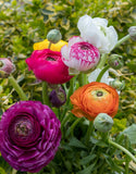 Ranunculus Mixed - Green's of Ireland Online Garden Shop. Flower Bulbs, West Cork Bulbs, Daffodil Bulbs, Tulip Bulbs, Crocus Bulbs, Autumn Bulbs, Bulbs, Cheap Bulbs
