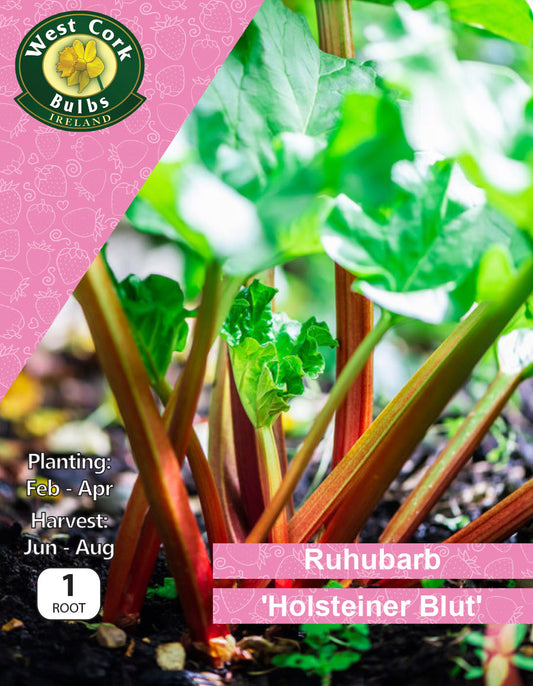 Rhubarb 'Holsteiner Blut'
