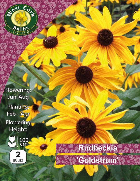 Rudbeckia 'Goldstrum' - Green's of Ireland Online Garden Shop.  Flower Bulbs, West Cork Bulbs, Daffodil Bulbs, Tulip Bulbs, Crocus Bulbs, Autumn Bulbs, Bulbs, Cheap Bulbs