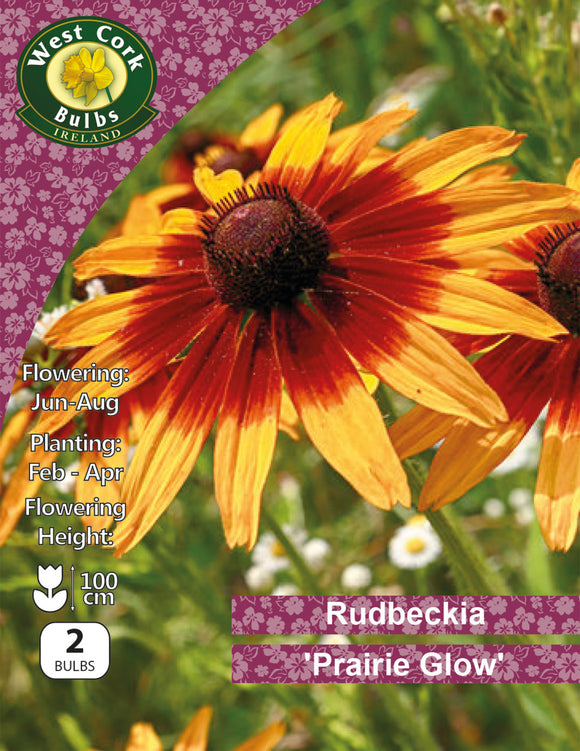 Rudbeckia 'Prairie Glow' - Green's of Ireland Online Garden Shop.  Flower Bulbs, West Cork Bulbs, Daffodil Bulbs, Tulip Bulbs, Crocus Bulbs, Autumn Bulbs, Bulbs, Cheap Bulbs