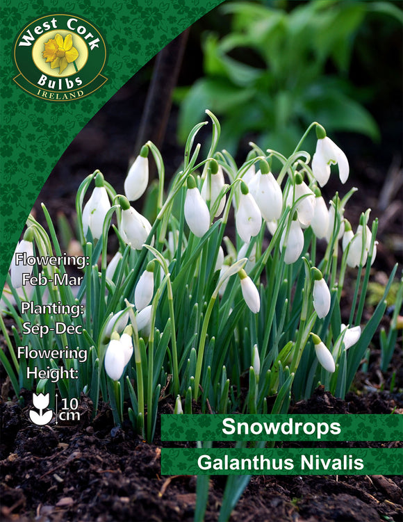 Snowdrops Nivalis - Green's of Ireland Online Garden Shop. Snowdrops, West Cork Bulbs, Daffodil Bulbs, Tulip Bulbs, Crocus Bulbs, Autumn Bulbs, Bulbs, Cheap Bulbs