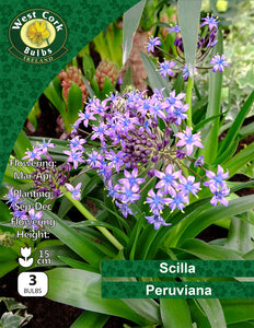 ScillaPeruviana - Green's of Ireland Online Garden Shop.  Miscellaneous, West Cork Bulbs, Daffodil Bulbs, Tulip Bulbs, Crocus Bulbs, Autumn Bulbs, Bulbs, Cheap Bulbs