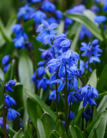 ScillaSiberica - Green's of Ireland Online Garden Shop.  Miscellaneous, West Cork Bulbs, Daffodil Bulbs, Tulip Bulbs, Crocus Bulbs, Autumn Bulbs, Bulbs, Cheap Bulbs