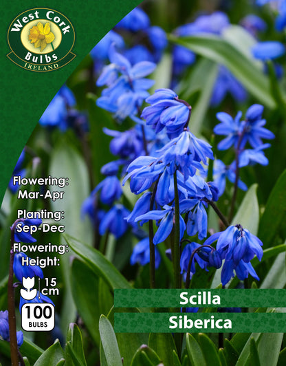 ScillaSiberica - Green's of Ireland Online Garden Shop.  Miscellaneous, West Cork Bulbs, Daffodil Bulbs, Tulip Bulbs, Crocus Bulbs, Autumn Bulbs, Bulbs, Cheap Bulbs