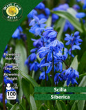 ScillaSiberica - Green's of Ireland Online Garden Shop.  Miscellaneous, West Cork Bulbs, Daffodil Bulbs, Tulip Bulbs, Crocus Bulbs, Autumn Bulbs, Bulbs, Cheap Bulbs