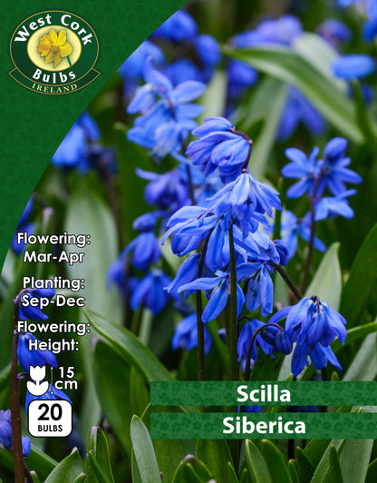 ScillaSiberica - Green's of Ireland Online Garden Shop.  Miscellaneous, West Cork Bulbs, Daffodil Bulbs, Tulip Bulbs, Crocus Bulbs, Autumn Bulbs, Bulbs, Cheap Bulbs