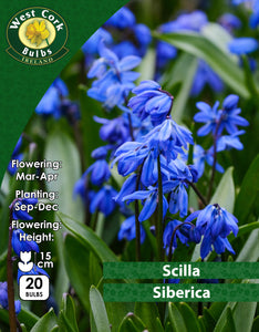 ScillaSiberica - Green's of Ireland Online Garden Shop.  Miscellaneous, West Cork Bulbs, Daffodil Bulbs, Tulip Bulbs, Crocus Bulbs, Autumn Bulbs, Bulbs, Cheap Bulbs
