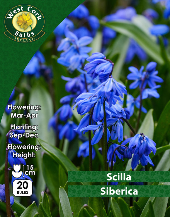 ScillaSiberica - Green's of Ireland Online Garden Shop.  Miscellaneous, West Cork Bulbs, Daffodil Bulbs, Tulip Bulbs, Crocus Bulbs, Autumn Bulbs, Bulbs, Cheap Bulbs