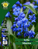 ScillaSiberica - Green's of Ireland Online Garden Shop.  Miscellaneous, West Cork Bulbs, Daffodil Bulbs, Tulip Bulbs, Crocus Bulbs, Autumn Bulbs, Bulbs, Cheap Bulbs