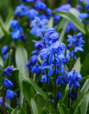 ScillaSiberica - Green's of Ireland Online Garden Shop.  Miscellaneous, West Cork Bulbs, Daffodil Bulbs, Tulip Bulbs, Crocus Bulbs, Autumn Bulbs, Bulbs, Cheap Bulbs
