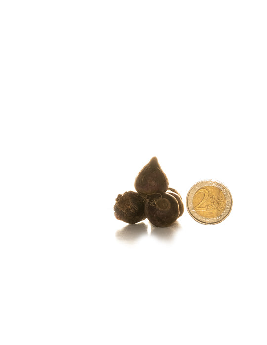 Scilla 'Siberica' - Green's of Ireland Online Garden Shop.  Miscellaneous, West Cork Bulbs, Daffodil Bulbs, Tulip Bulbs, Crocus Bulbs, Autumn Bulbs, Bulbs, Cheap Bulbs