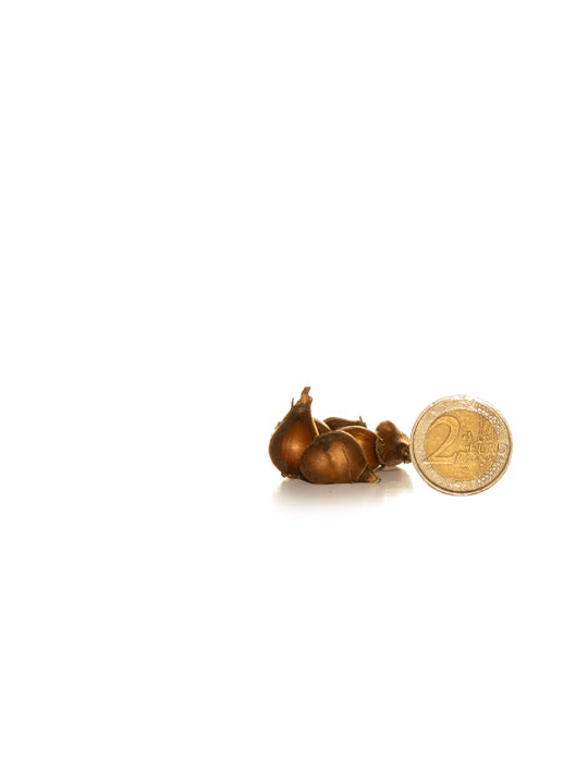 Snowdrops Elwesii - Green's of Ireland Online Garden Shop.  Snowdrops, West Cork Bulbs, Daffodil Bulbs, Tulip Bulbs, Crocus Bulbs, Autumn Bulbs, Bulbs, Cheap Bulbs