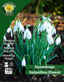 Snowdrops Elwesii - Green's of Ireland Online Garden Shop. Snowdrops, West Cork Bulbs