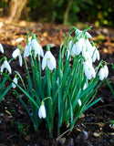 Snowdrops Elwesii - Green's of Ireland Online Garden Shop. Snowdrops, West Cork Bulbs