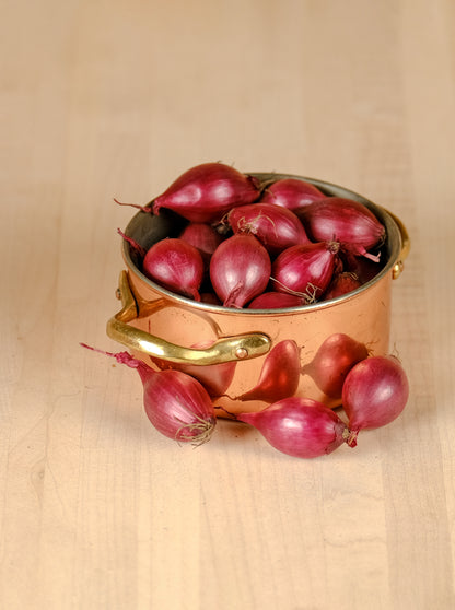 Spring Onion Sets Red Baron - Green's of Ireland Online Garden Shop.  Onion Sets, West Cork Bulbs, Daffodil Bulbs, Tulip Bulbs, Crocus Bulbs, Autumn Bulbs, Bulbs, Cheap Bulbs