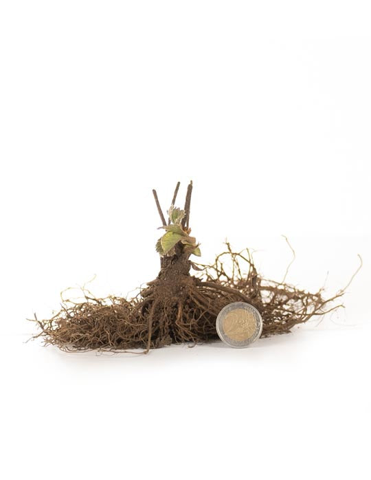 Strawberry "Polka" 5 roots - Green's of Ireland Online Garden Shop. Berry, West Cork Bulbs, Daffodil Bulbs, Tulip Bulbs, Crocus Bulbs, Autumn Bulbs, Bulbs, Cheap Bulbs